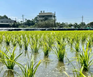 تأثیر تغییر آب و هوا بر نیاز آبی برنج در استان مازندران