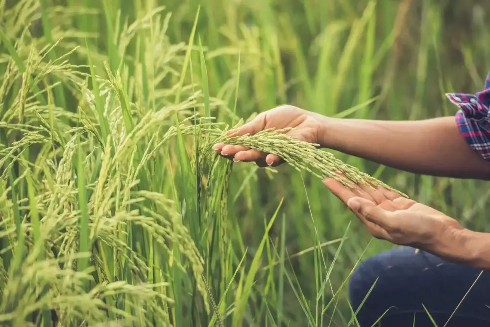 ما برای حفظ و مراقبت از زمین کشاورزی تلاش می‌کنیم