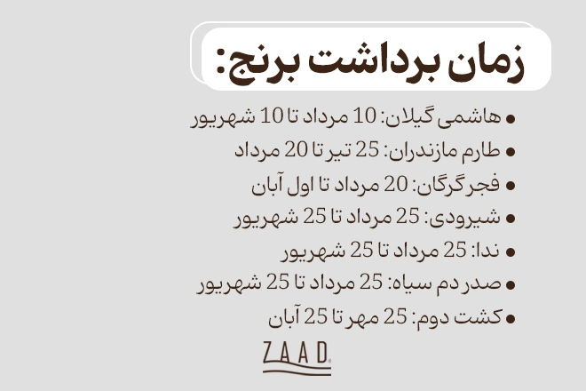 زمان برداشت برنج بر اساس نوع برنج