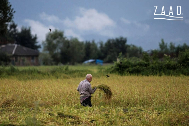 زمان برداشت برنج کشت اول