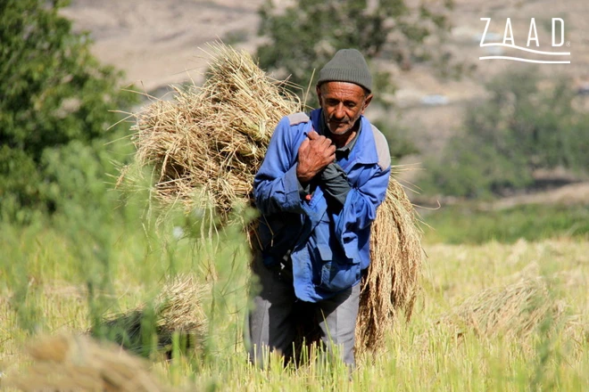 فصل برداشت برنج در شمال ایران