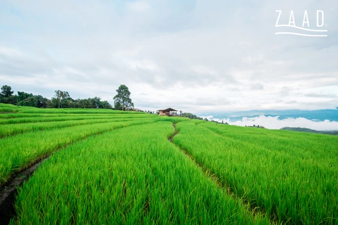 نشانههای رسیدن برنج به زمان برداشت