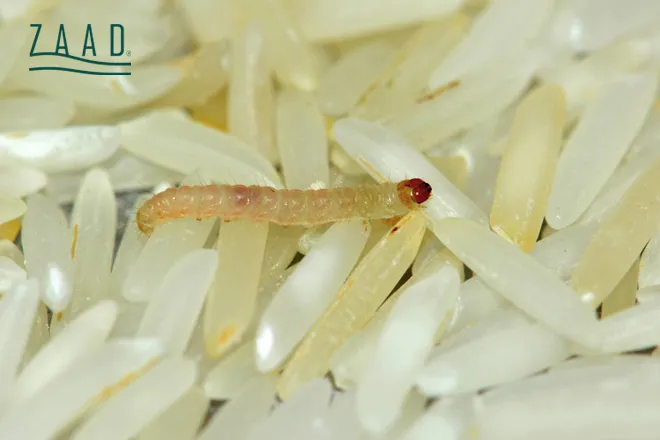 کرم برنج چیست؟