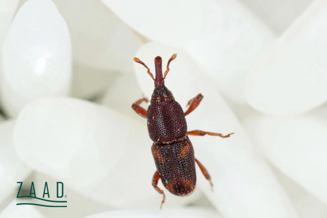 شپشک برنج چیست