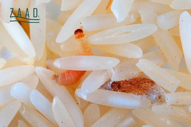 برنج کرم زده