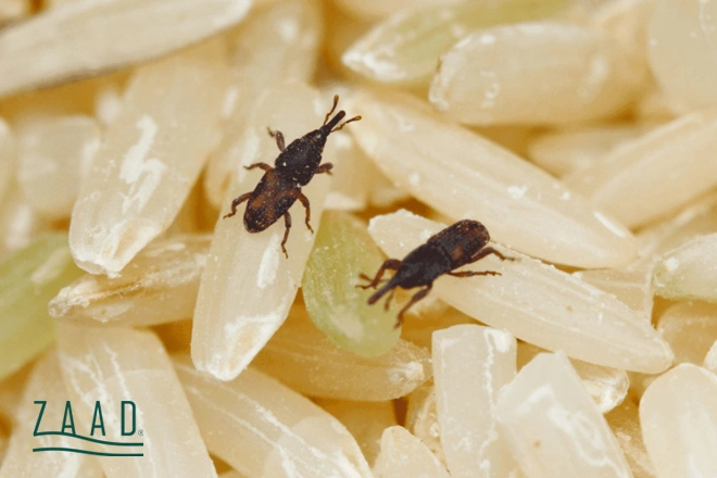 راهکارهای جلوگیری از شپشک برنج