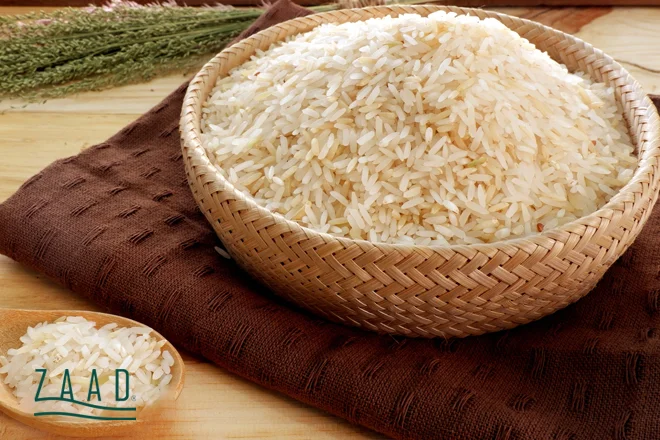 مضرات حشره برنج