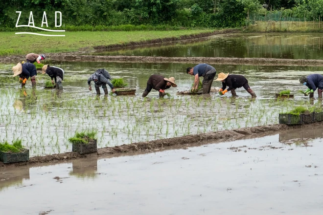 شالیکاری مزرعه برنج