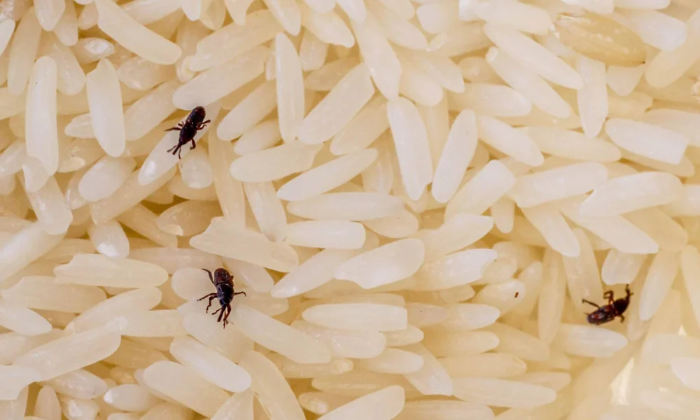 شپشک برنج چیست