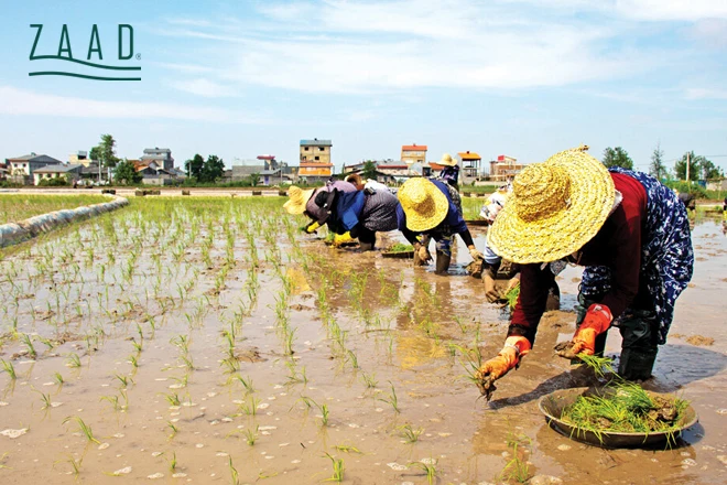 برنج گیلان خوبه یا مازندران