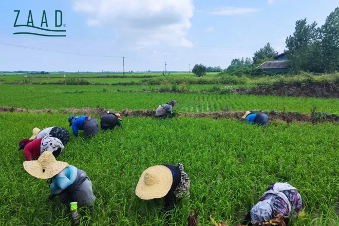 لیست بهترین برنج فروشی های بابل