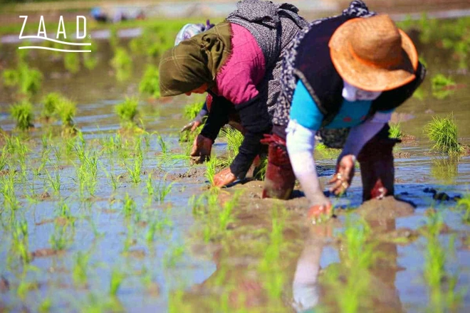 برنج گیلان یا مازندران