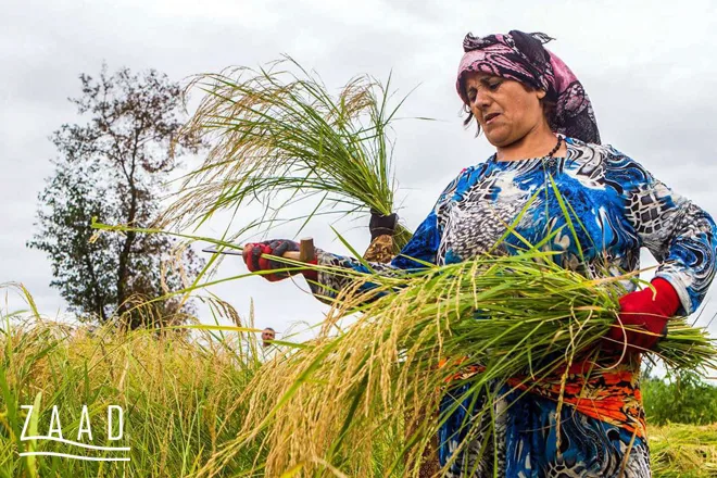 مزایای مصرف برنج ایرانی نسبت به برنج خارجی