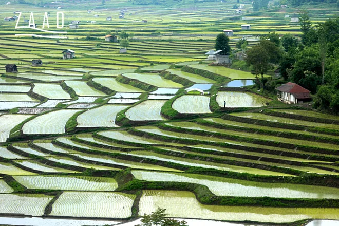 بهترین برنج در مازندران