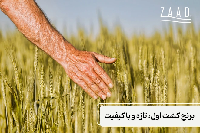 خرید برنج کشت اول