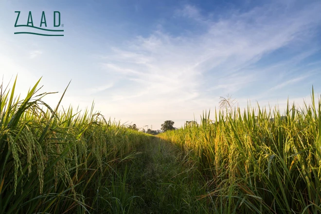 زمان خرید برنج ایرانی