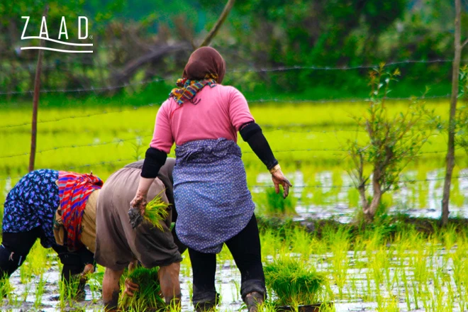 کاشت برنج هاشمی