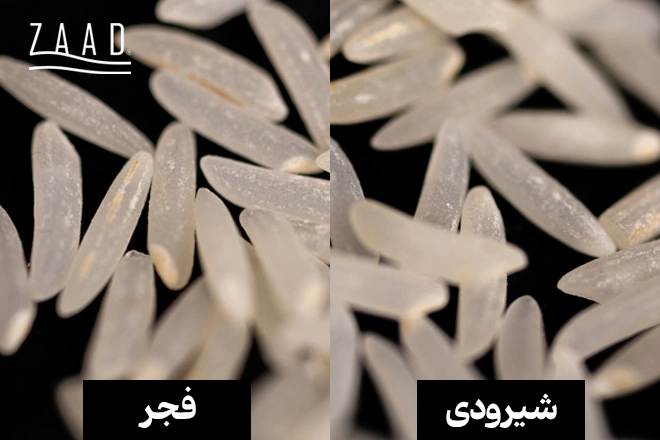 تفاوت دانه های برنج فجر و شیرودی