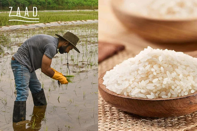 بهترین برنج فروشی ها در استان گیلان