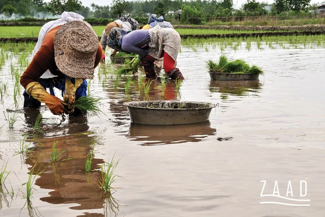 بهترین زمان خرید برنج شمال