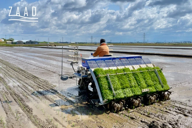 مراحل دقیق کاشت برنج هاشمی