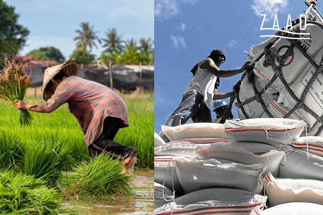 هزینه های صادرات برنج ایرانی