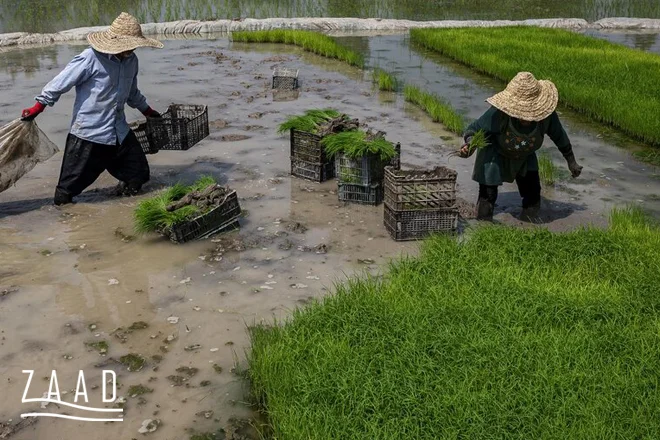 شهر های کشت گرانترین برنج ایرانی