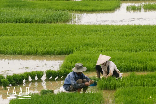 بهترین برنج خارجی برای صادرات