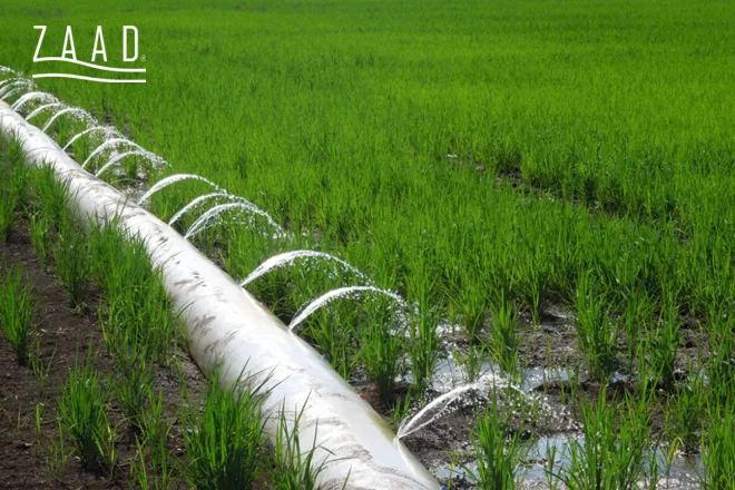 آبیاری برنج هاشمی