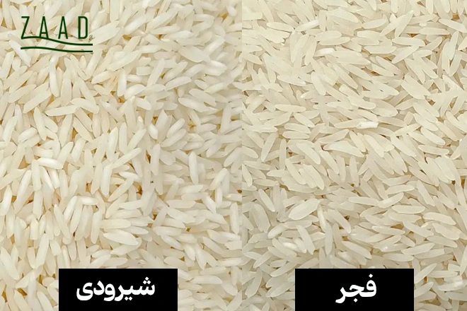 برنج فجر بهتر یا شیرودی