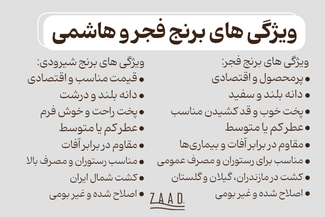 تفاوت ویژگی های برنج فجر و شیرودی