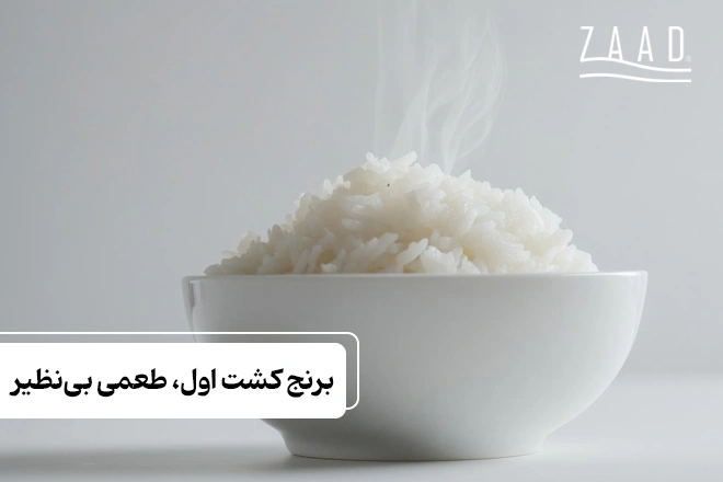 برداشت برنج کشت اول