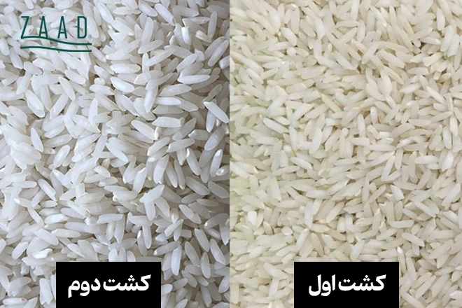 برنج کشت اول یا دوم