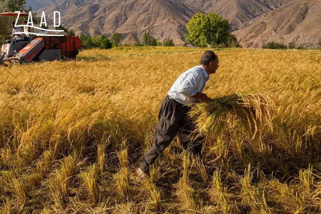 کشت برنج اول و دوم در شالیزار