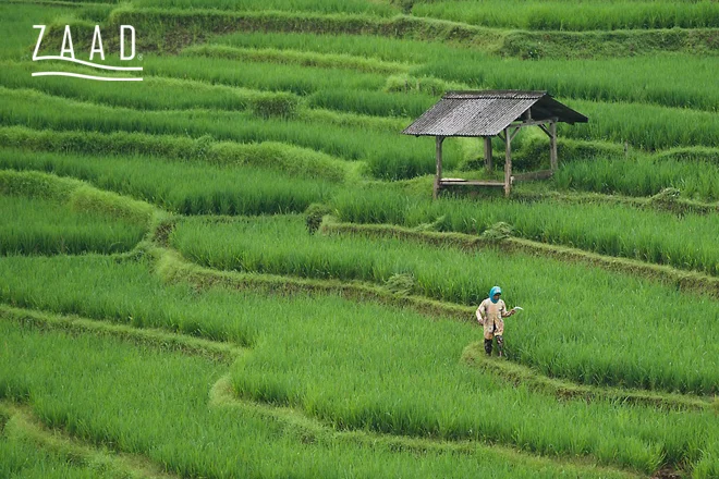 شالیزار برنج در شمال