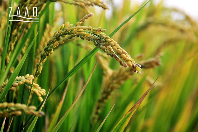 خوشه برنج کشت اول و کشت دوم