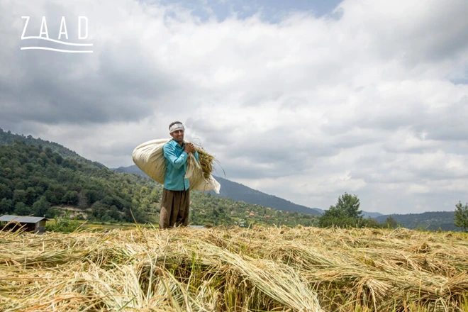 تفاوت کاشت برنج در شمال با سایر مناطق ایران