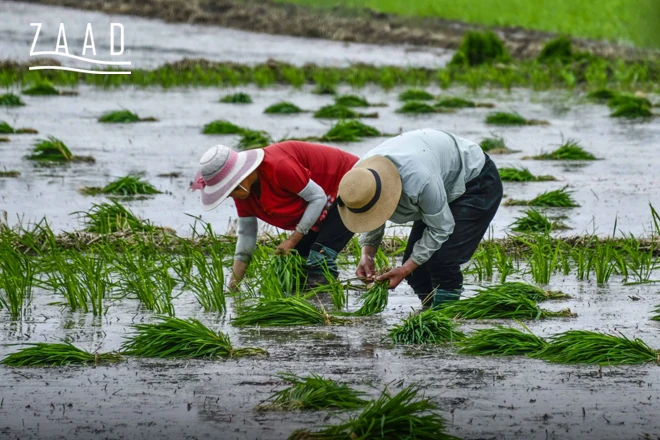 کشت برنج طارم در شالیزار شمال