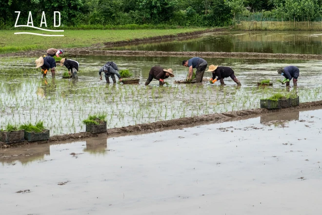 کشت برنج تراریخته