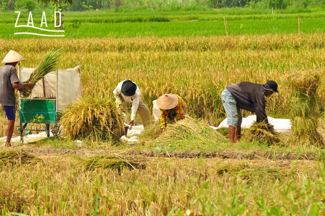 برنج شیرودی برای کجاست؟