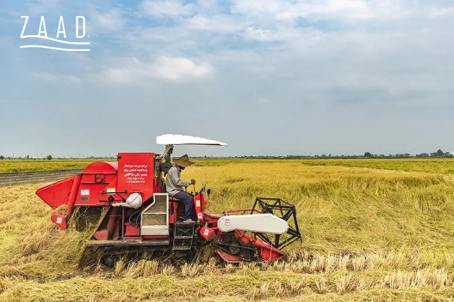 روش های کاشت برنج در شمال