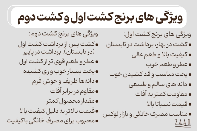 ویژگی های برنج کشت اول و کشت دوم