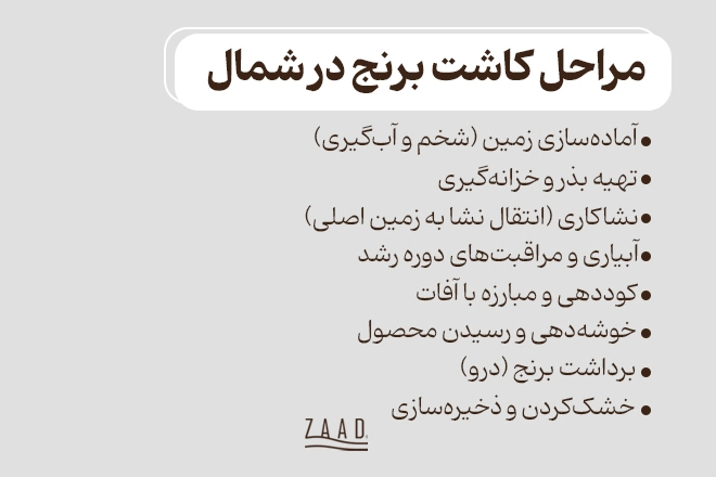 مراحل کاشت برنج در شمال