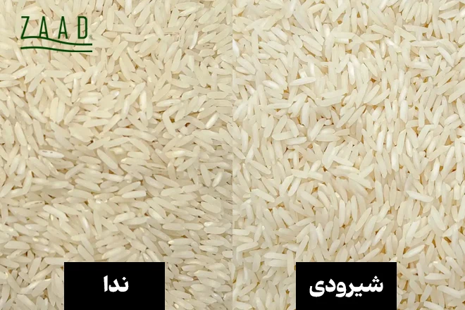 تفاوت دانه های برنج ندا و شیرودی