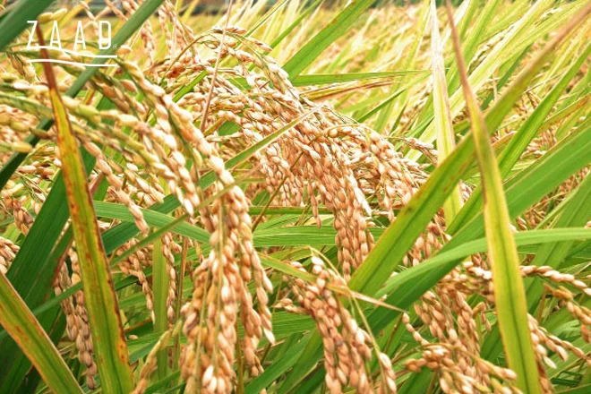 ماندگاری برنج طارم روشن