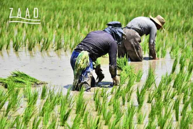 تشخیص برنج مرغوب کاشت شمال