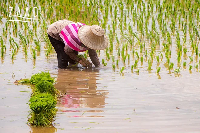 کشت برنج صدری و طارم
