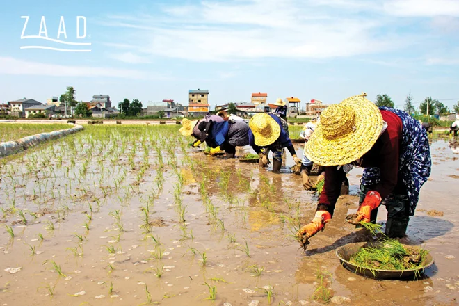 کشت برنج طارم روشن