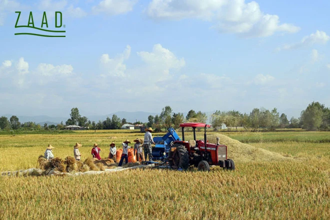 کشت برنج ندا و شیرودی