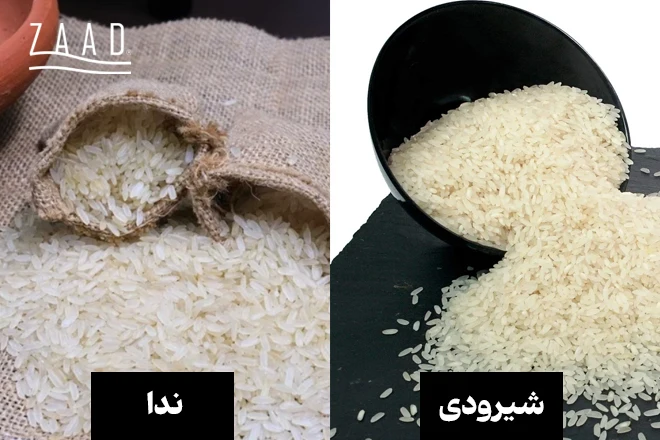 برنج ندا یا شیرودی